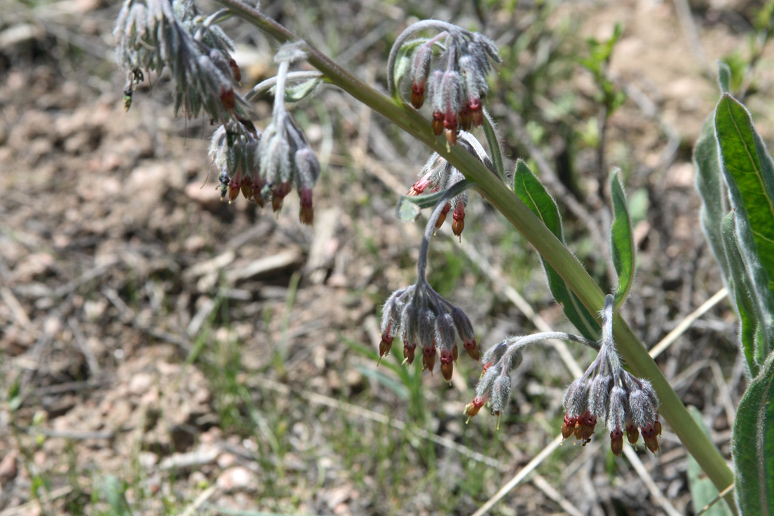 Image of Rindera oblongifolia specimen.