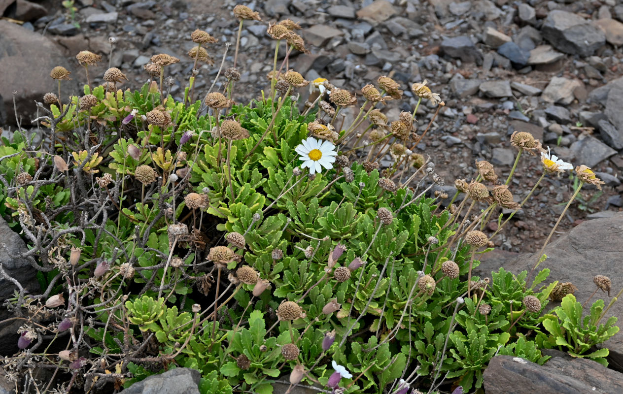 Image of Argyranthemum pinnatifidum ssp. succulentum specimen.