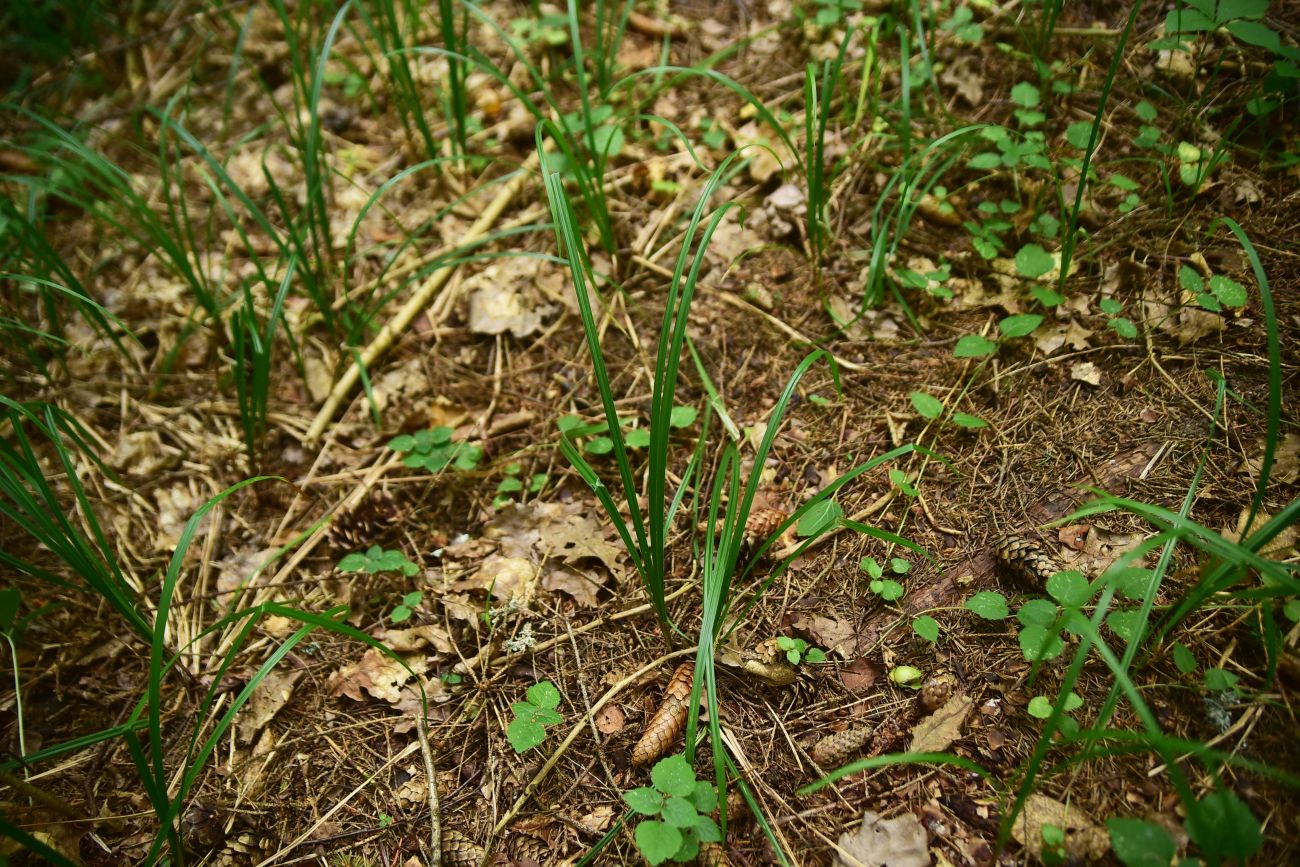 Image of Unknown species specimen.
