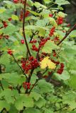 Ribes rubrum. Часть плодоносящей ветви. Беларусь, Витебская обл., пос. Езерище, сад. 11.07.2026.