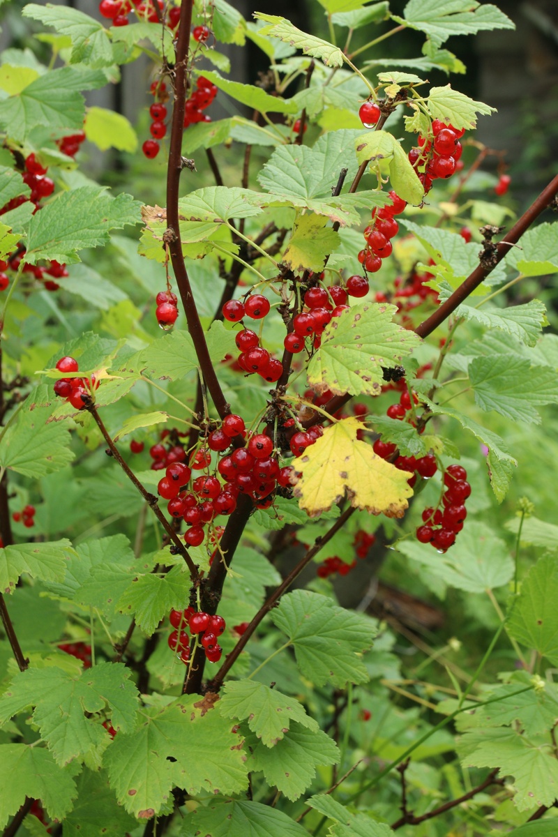 Image of Ribes rubrum specimen.