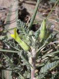 genus Astragalus. Верхушка побега с цветками. Таджикистан, Горно-Бадахшанская автономная обл., Рошткалинский р-н, окр. кишлака Дашт, дол. р. Шахдара, ≈ 2650 м н.у.м., частично закреплённые пески. 1 июля 2026 г.