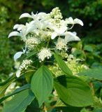 Hydrangea paniculata. Цветущий побег. Московская обл., г Одинцово, в культуре. Июль 2026 г.