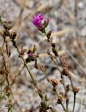 Antirrhinum cirrhigerum