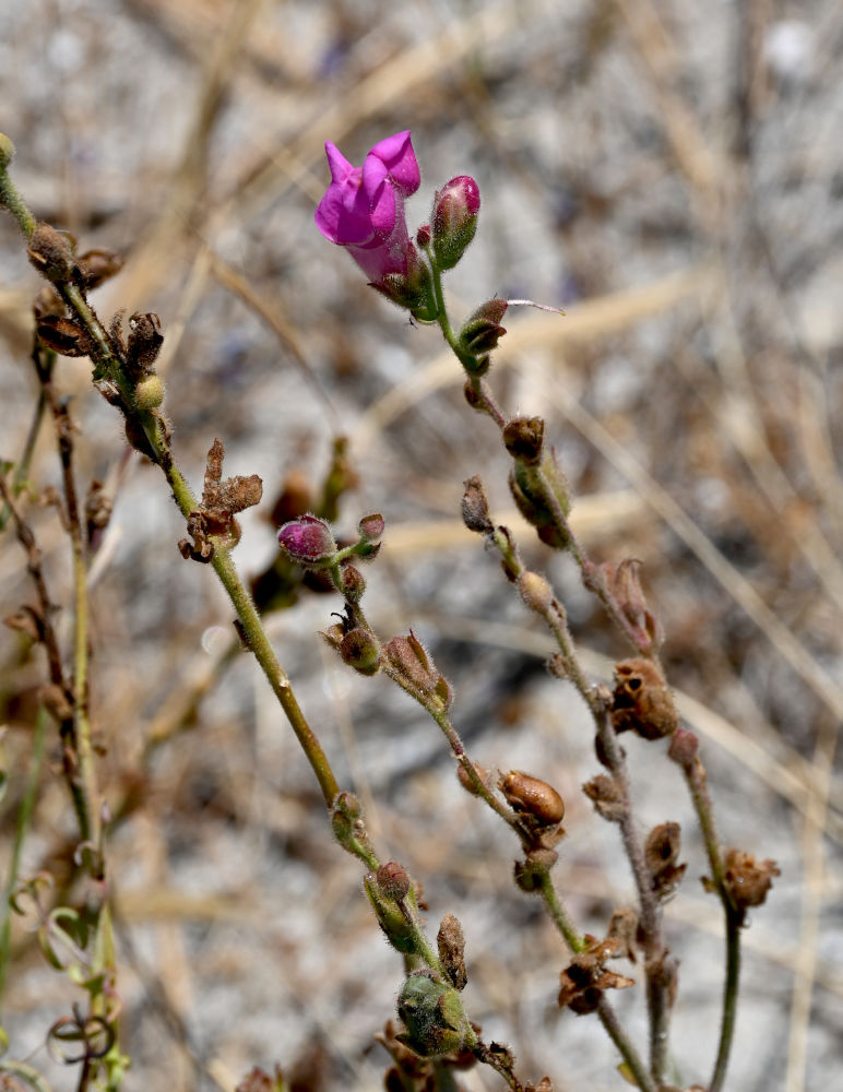 Изображение особи Antirrhinum cirrhigerum.