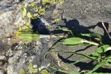 genus Tragopogon. Верхушка извлечённого из почвы растения с развивающимся соцветием. Турция, ил Артвин, р-н Юсуфели, окр. дер. Дамлаташ, выс. 1925 м н.у.м., луг среди камней. 13 июня 2026 г.