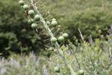 Eremurus robustus. Часть соплодия. Кыргызстан, Джалал-Абадская обл., Тогуз-Тороуский р-н, 4 км к югу от с. Чет-Булак; 2050 м н.у.м., разнотравный сай. 11.07.2026.