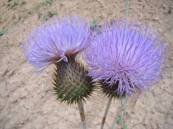 Изображение особи Lamyropappus schakaptaricus.