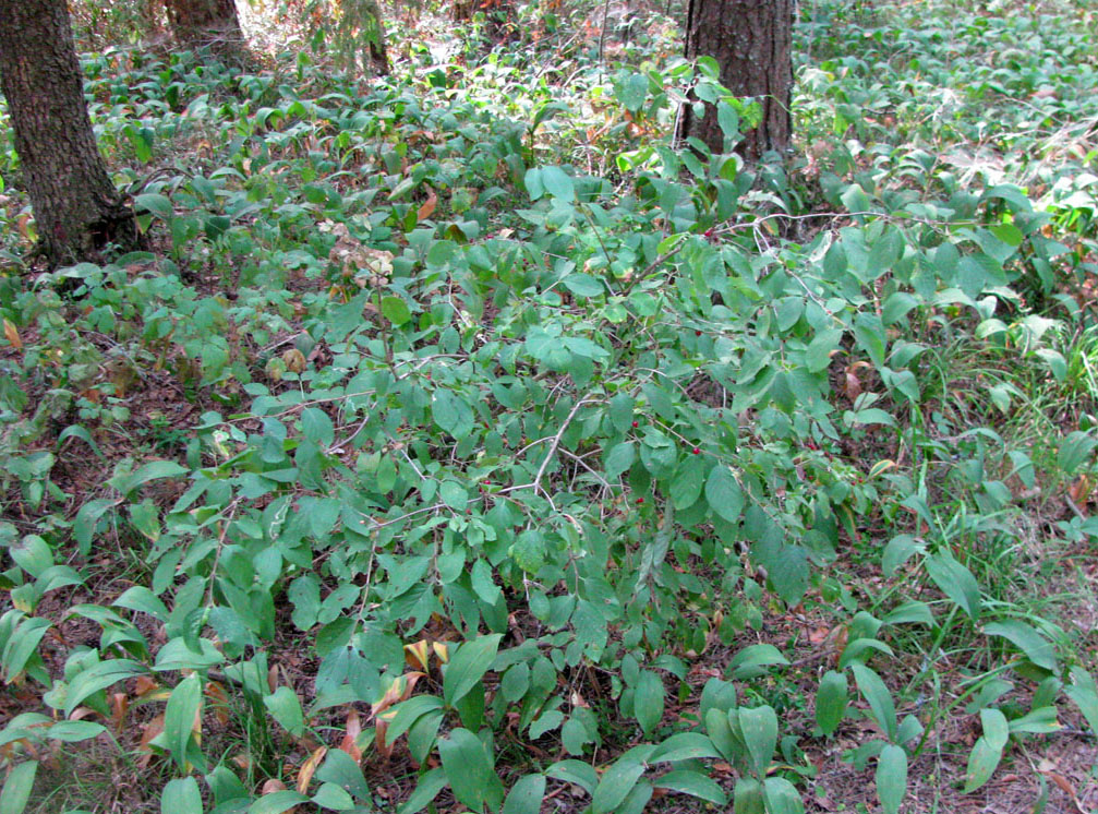 Image of Lonicera xylosteum specimen.