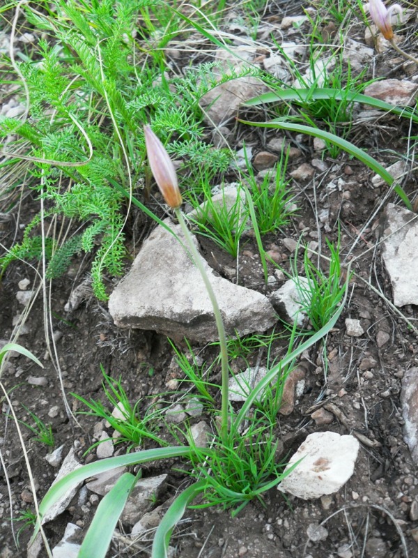Image of Tulipa patens specimen.