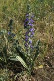 Echium vulgare. Цветущее растение. Москва, Кузьминский парк, под ЛЭП. 03.06.2011.