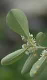 Cotoneaster suavis