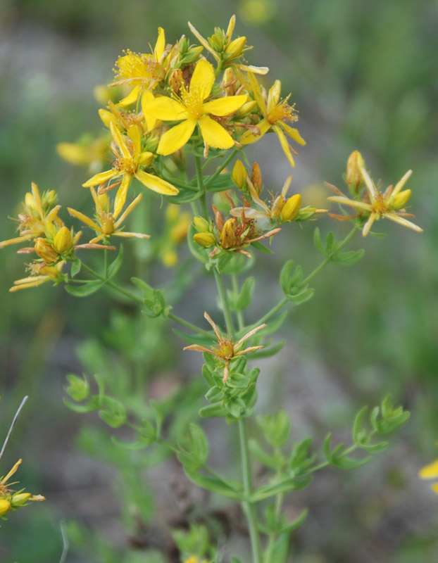 Изображение особи Hypericum elegans.