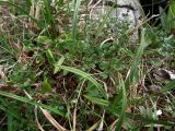 Thalictrum alpinum