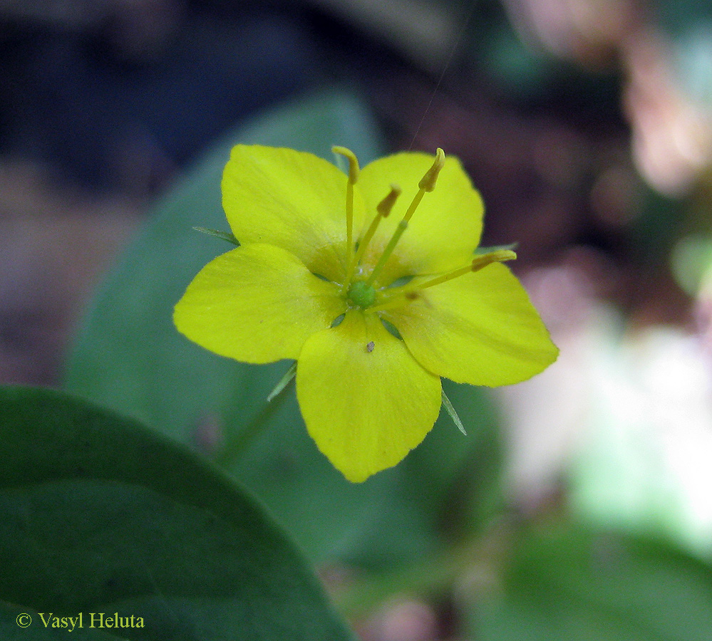 Изображение особи Lysimachia nemorum.