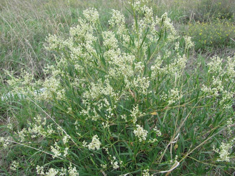 Изображение особи Aconogonon divaricatum.