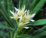 Rhodiola stephanii