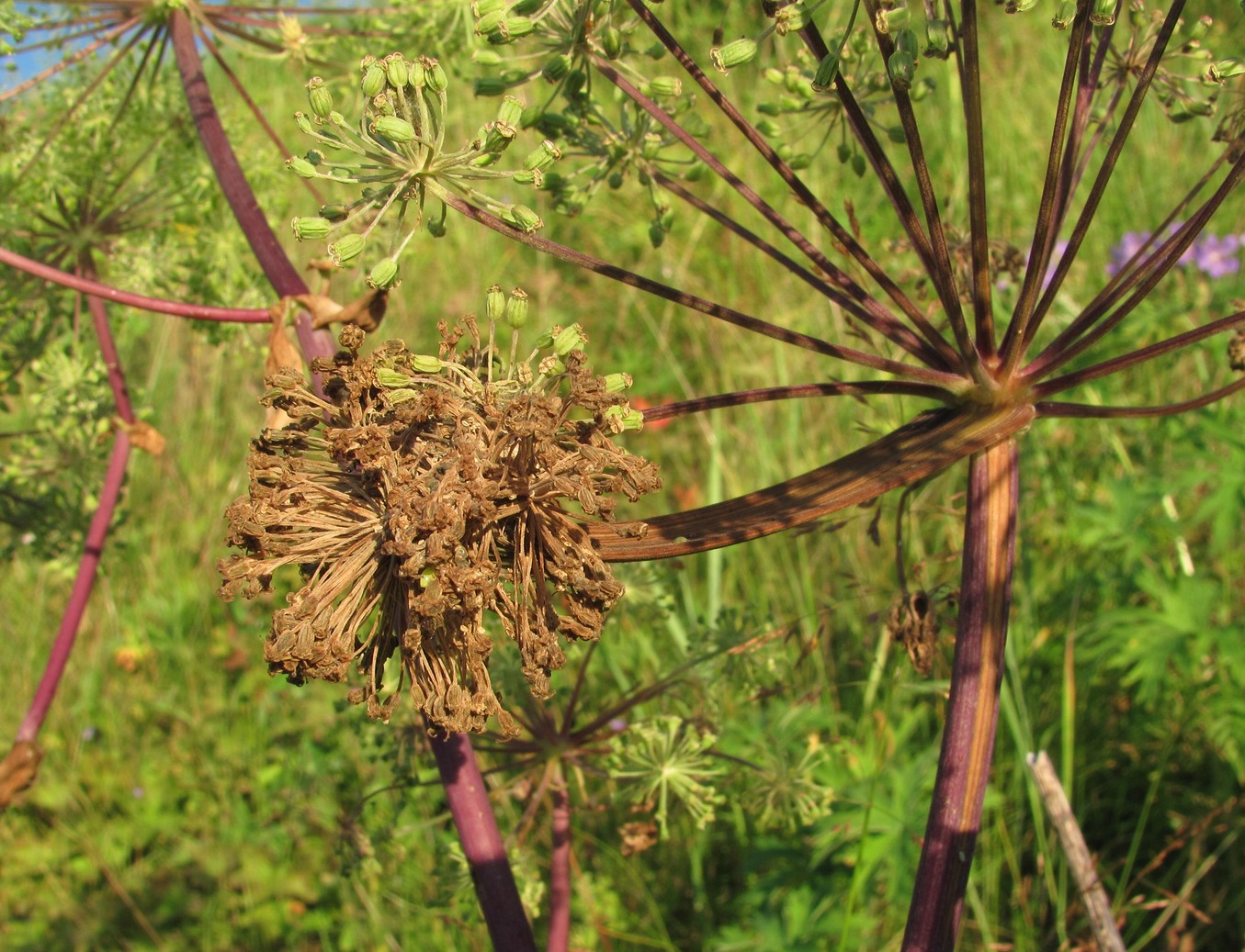 Image of Archangelica officinalis specimen.