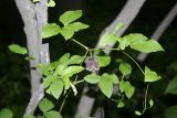 Clematis fusca