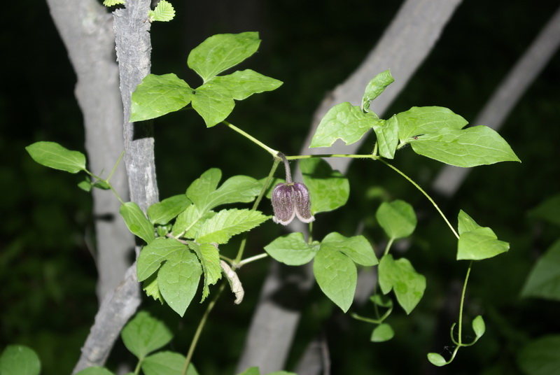 Image of Clematis fusca specimen.