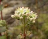 Hylotelephium stepposum. Соцветие. Украина, Днепропетровская обл., с. Новогригоровка, балка бассейна р. Самоткань. 03.09.2011.