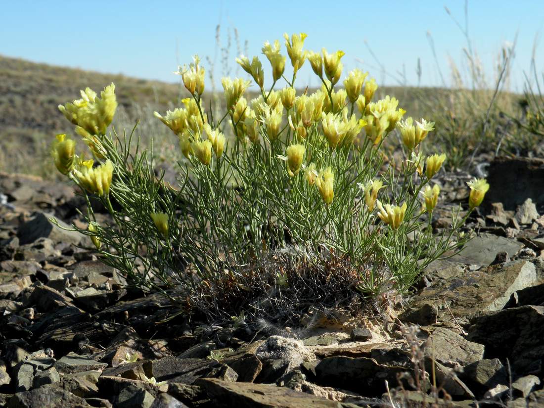 Image of Limonium chrysocomum specimen.