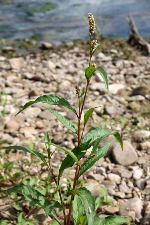 Image of Persicaria lapathifolia specimen.