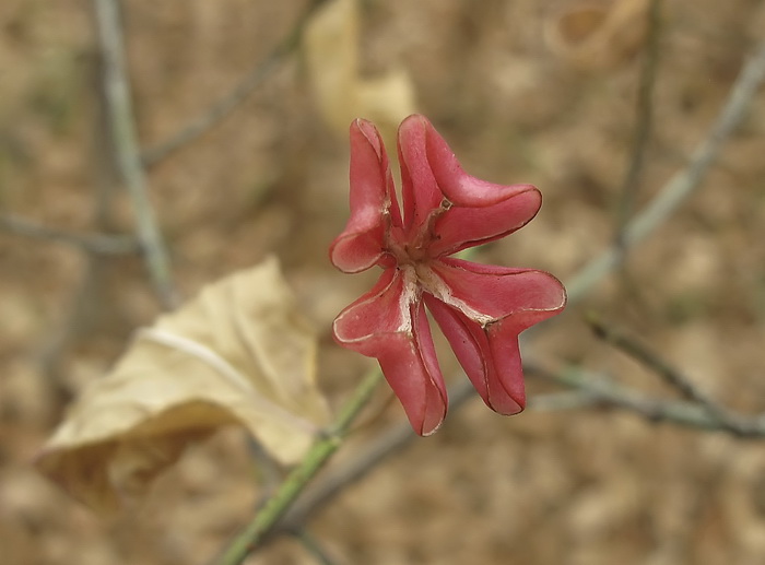 Изображение особи Euonymus pauciflorus.