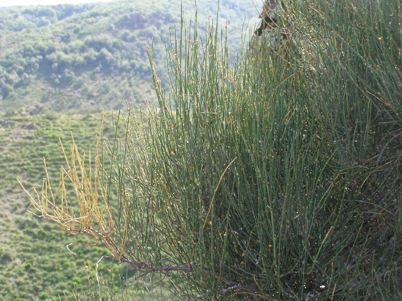 Image of Ephedra equisetina specimen.