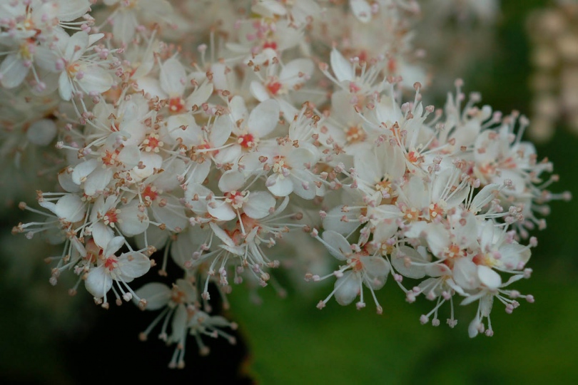 Изображение особи Filipendula camtschatica.