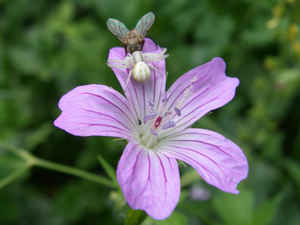 Изображение особи Geranium rectum.