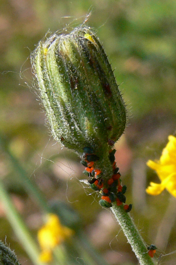 Изображение особи род Hieracium.