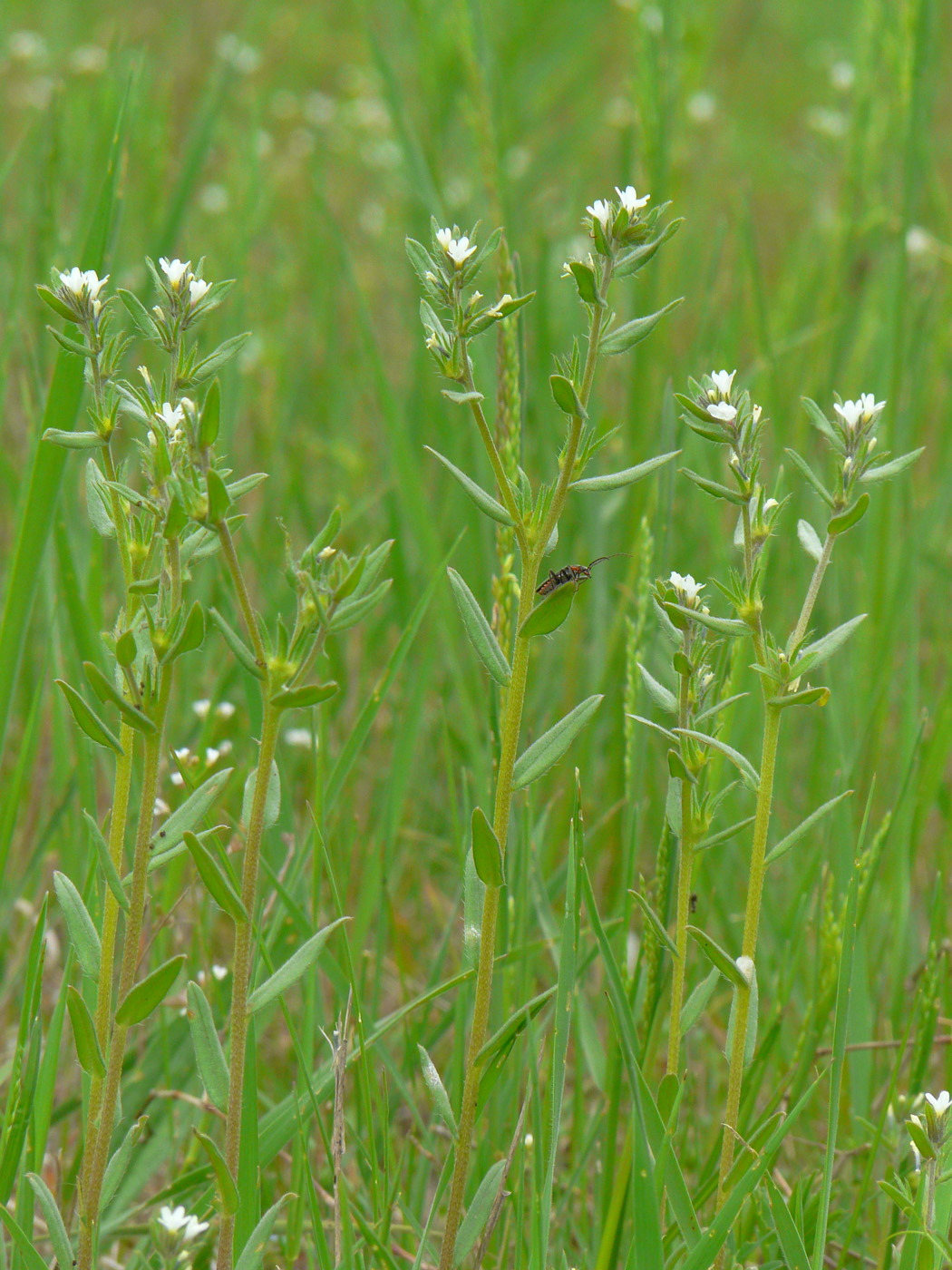 Image of Buglossoides arvensis specimen.
