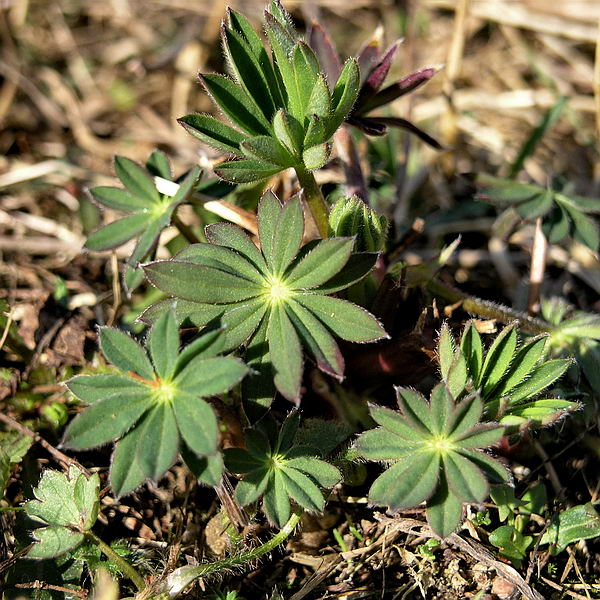 Изображение особи Lupinus polyphyllus.