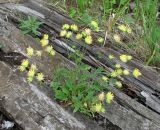 Anthyllis macrocephala