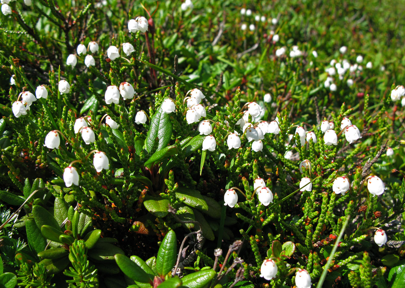 Изображение особи Cassiope redowskii.