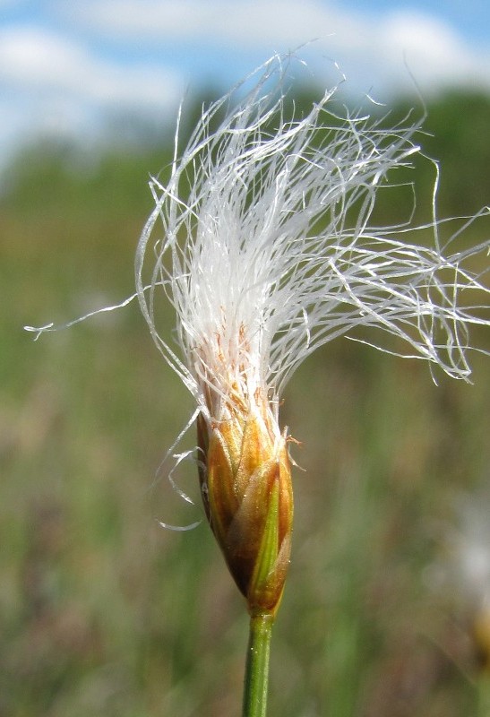 Изображение особи Trichophorum alpinum.