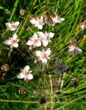 Butomus umbellatus