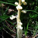 Image of taxon representative. Author is Николай Степанов