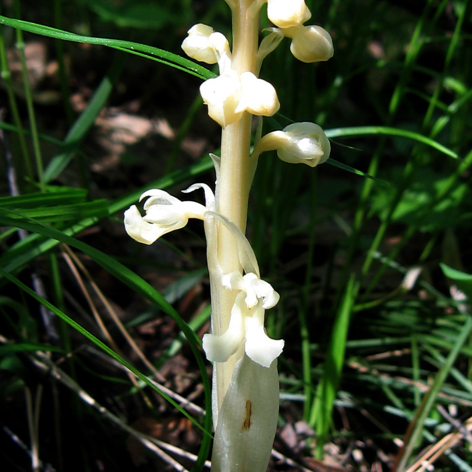Image of Neottia krasnojarica specimen.