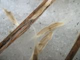 Catalpa bignonioides. Вскрытый зрелый плод с семенами. Крым, Ялта, в культуре. 14 февраля 2012 г.
