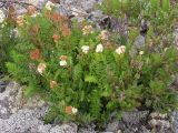 Sorbaria grandiflora. Растения с соцветиями и плодами. Хабаровский край, Ванинский р-н, гольцовая зона горы Бестак. 06.07.2008.