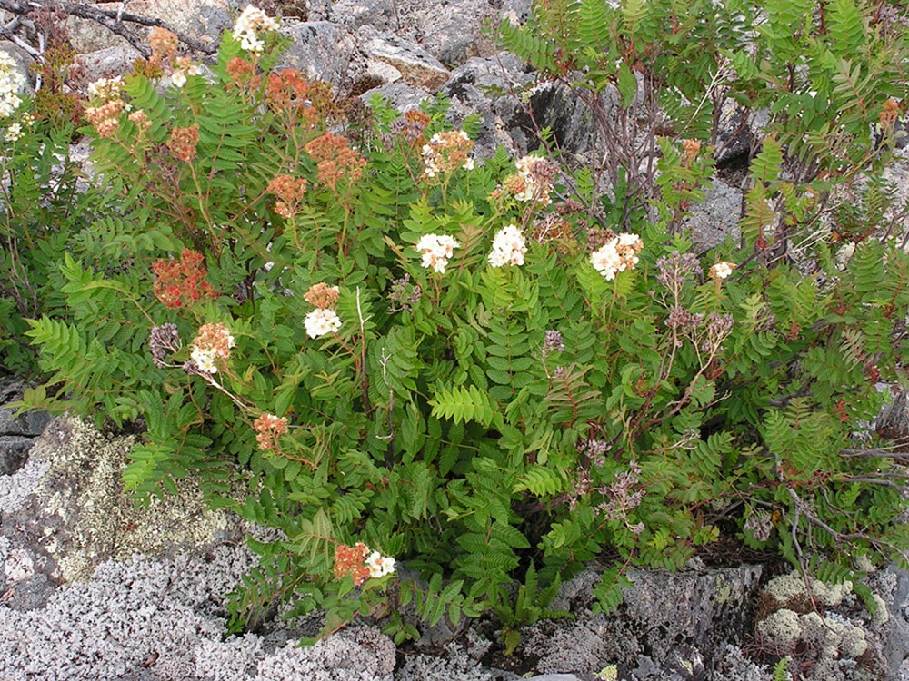 Image of Sorbaria grandiflora specimen.