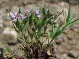 Thymus roegneri