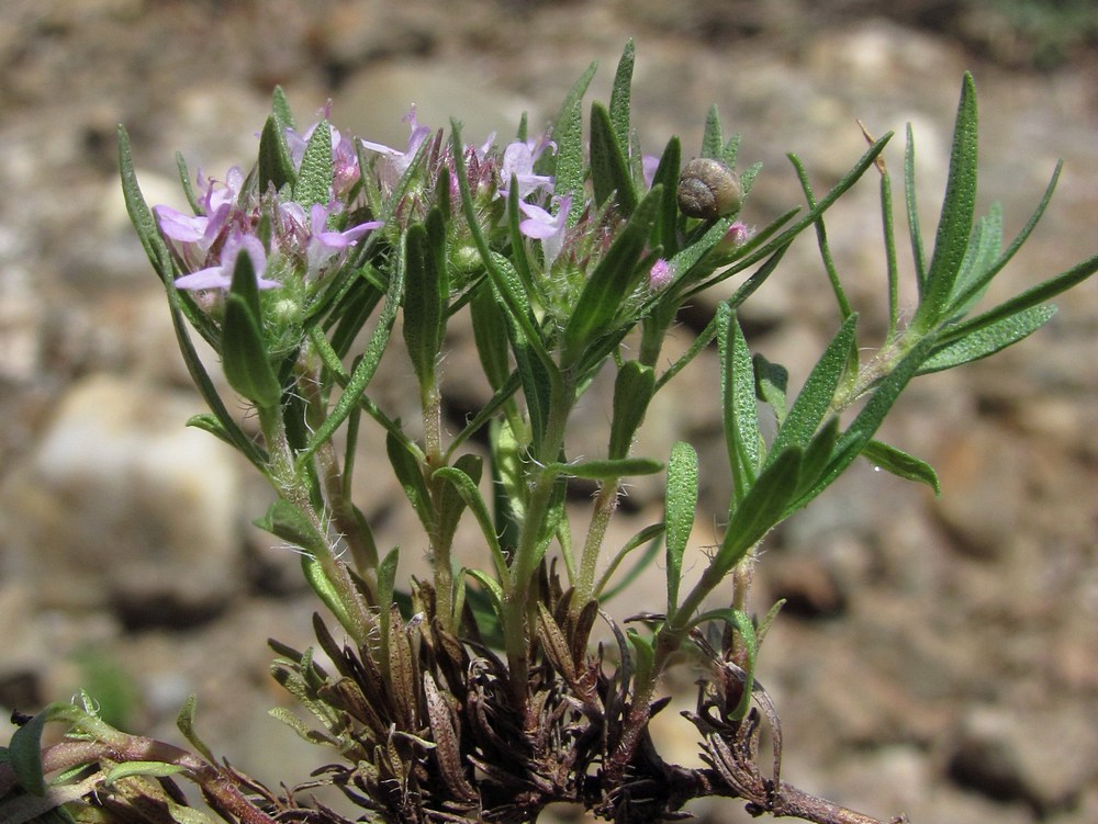 Изображение особи Thymus roegneri.