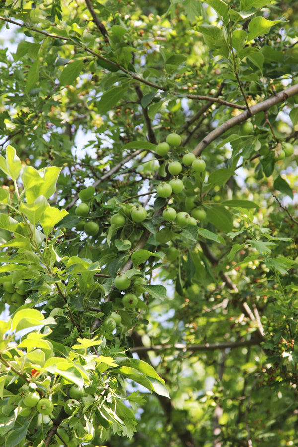 Изображение особи Malus sieversii.