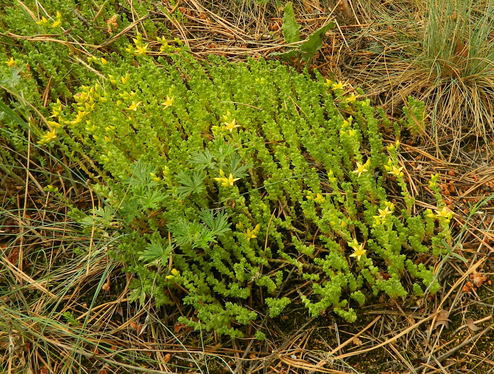 Image of Sedum acre specimen.