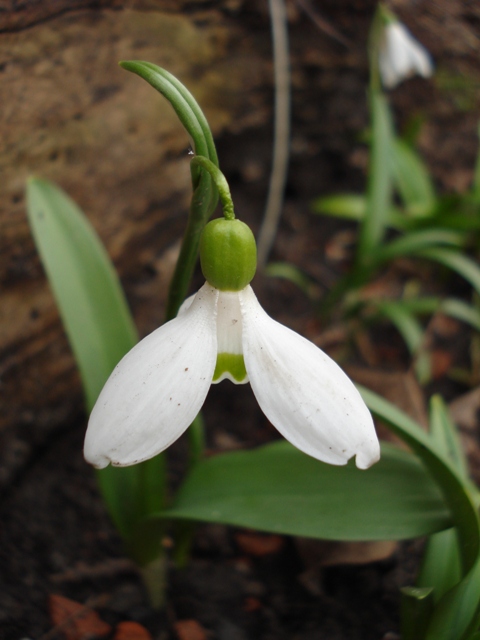 Image of Galanthus × allenii specimen.