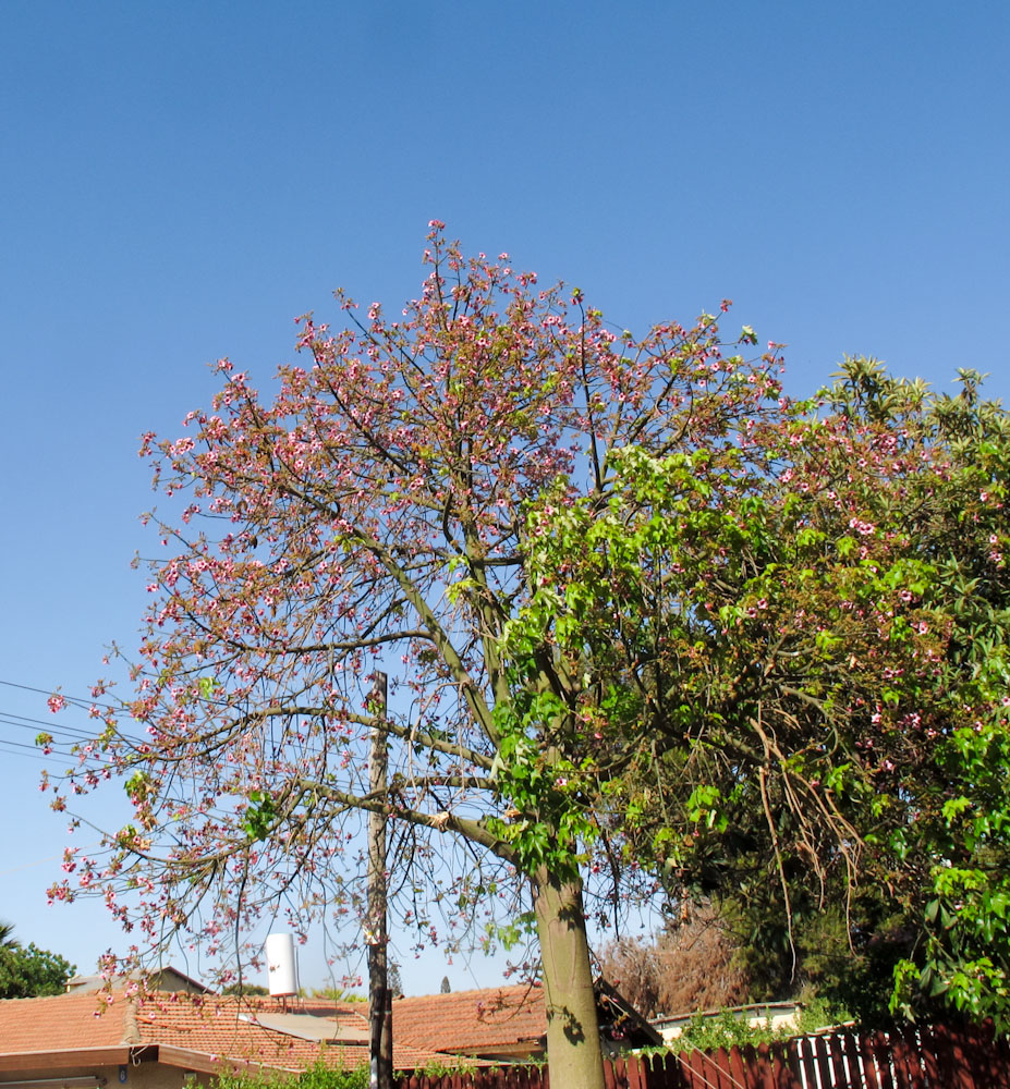 Изображение особи Brachychiton discolor.