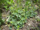 Alchemilla caucasica